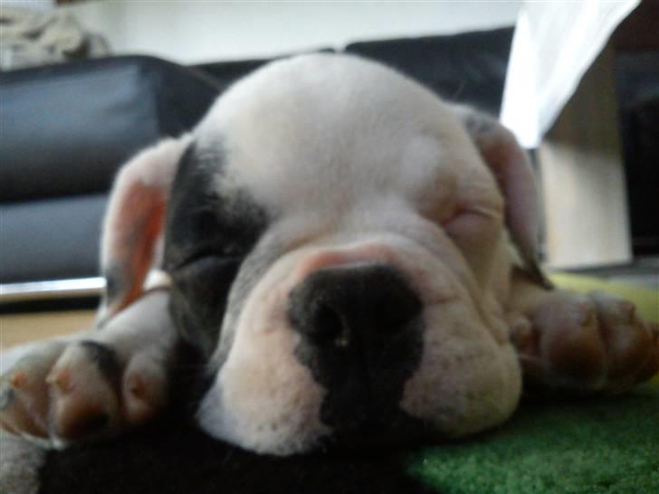 Fransk bulldog Balder billede 4