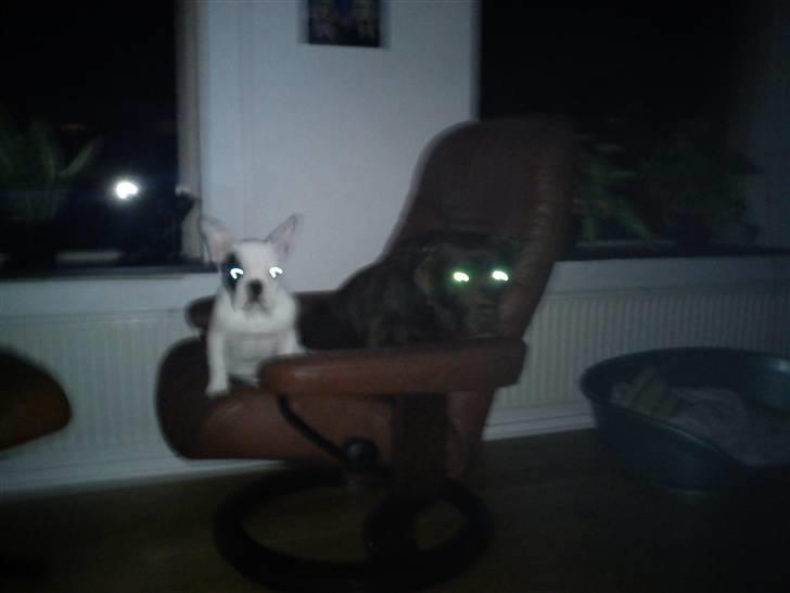 Fransk bulldog Balder billede 5