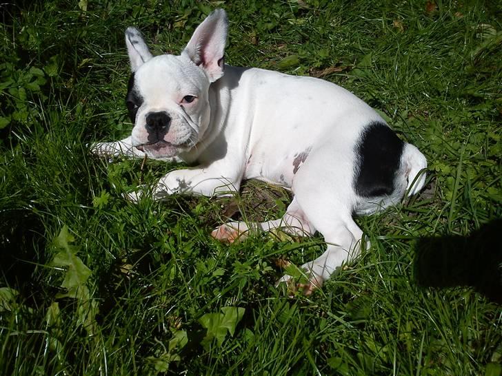 Fransk bulldog Balder billede 6