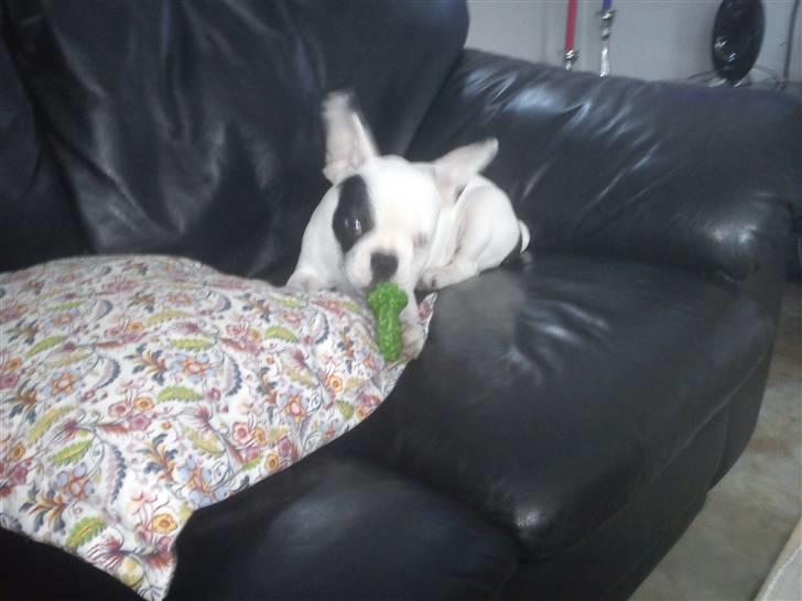 Fransk bulldog Balder billede 7