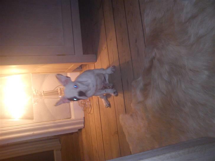 Fransk bulldog Balder billede 8