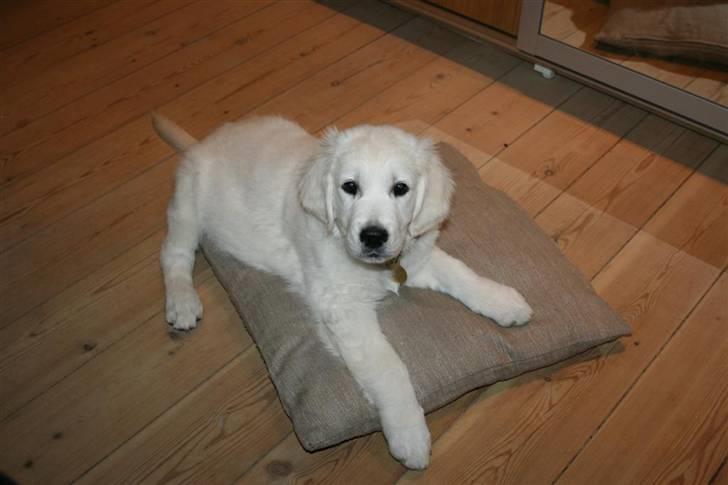 Golden retriever Mille billede 1