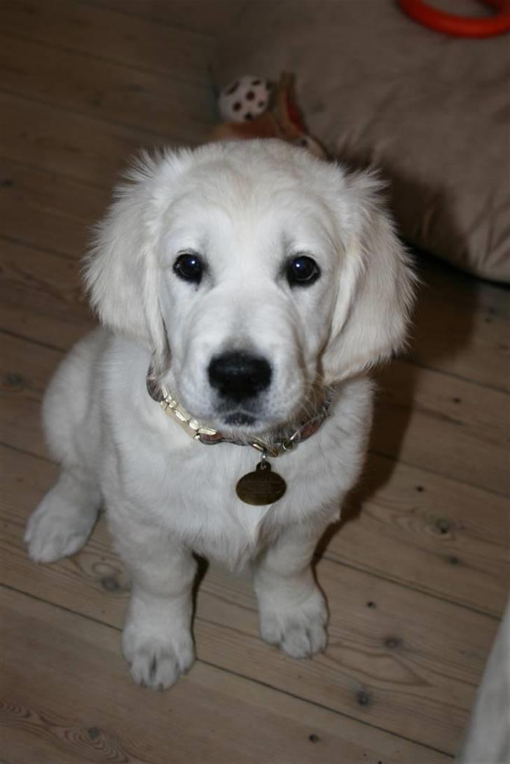 Golden retriever Mille billede 2
