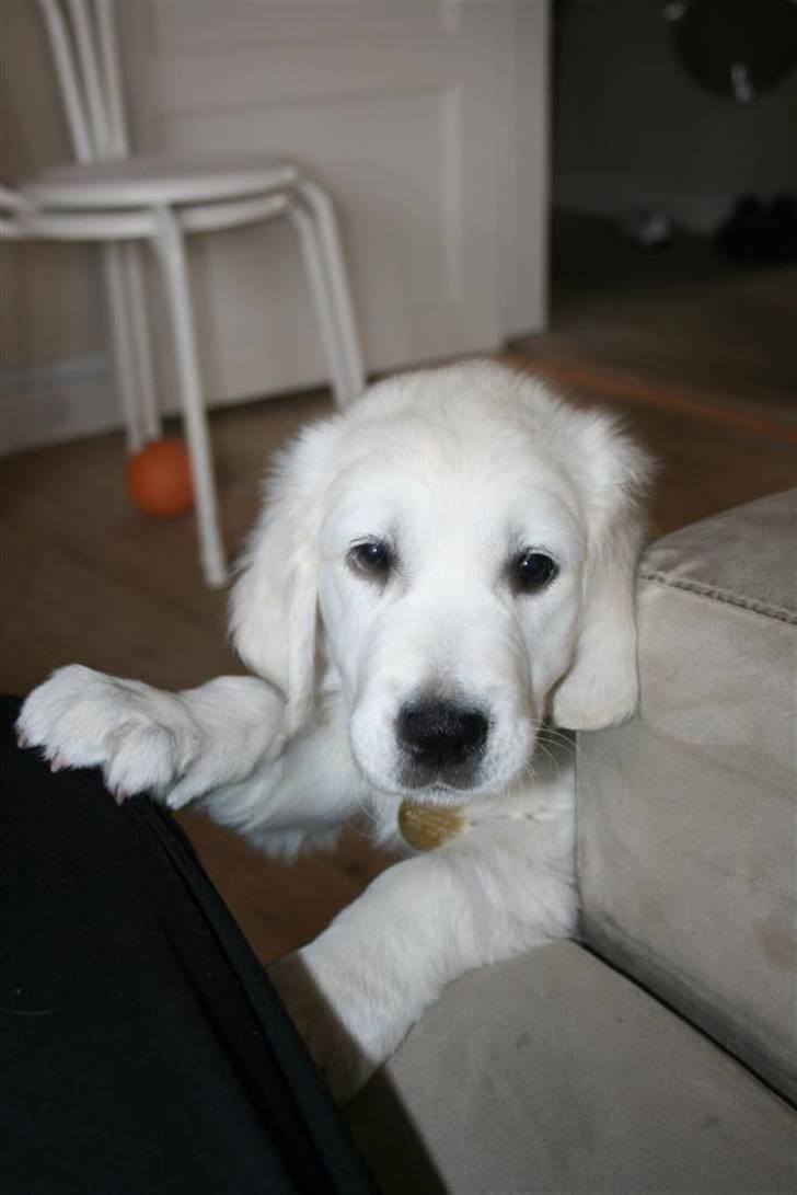 Golden retriever Mille billede 3