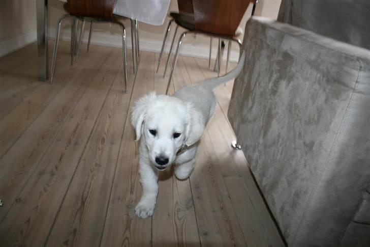 Golden retriever Mille billede 4