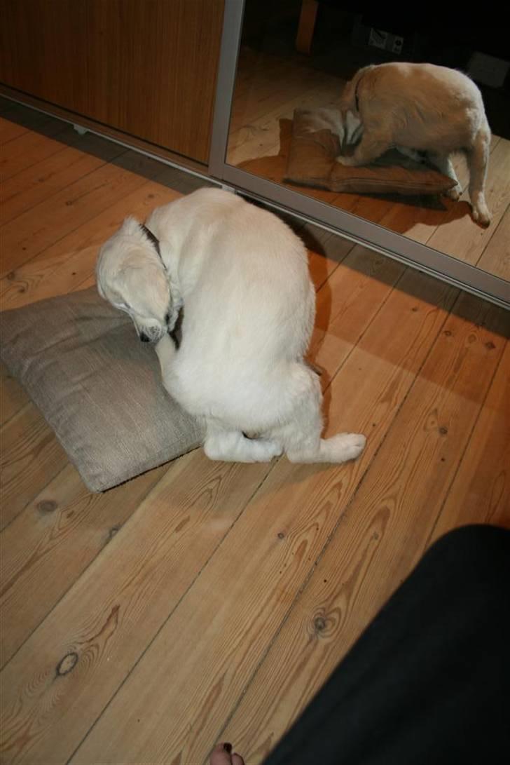 Golden retriever Mille billede 5