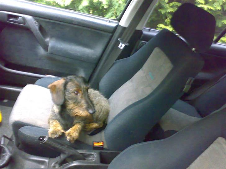 Gravhund TICO billede 1