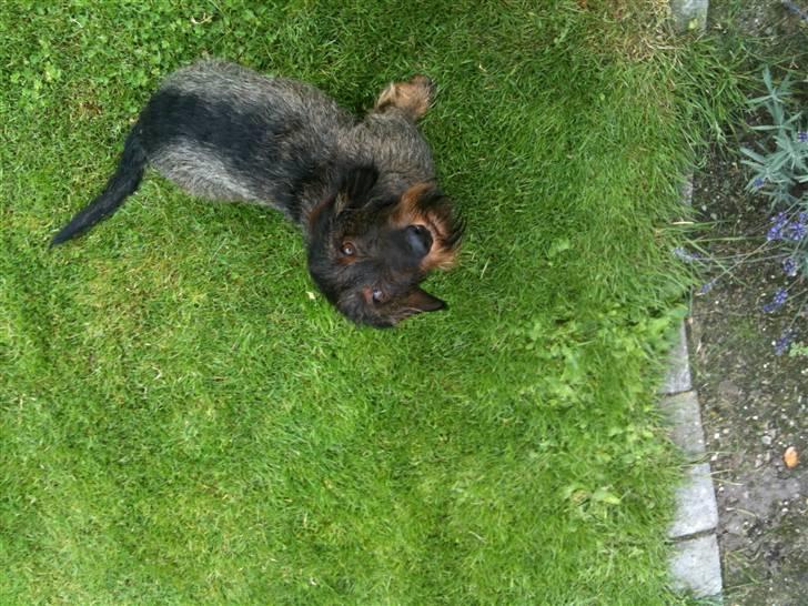 Gravhund TICO billede 2