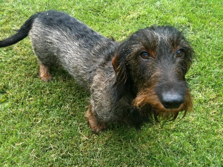 Gravhund TICO billede 3