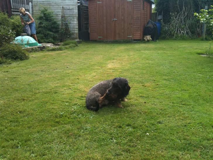 Gravhund TICO billede 4