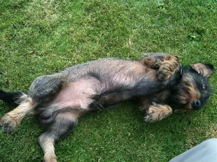 Gravhund TICO billede 5