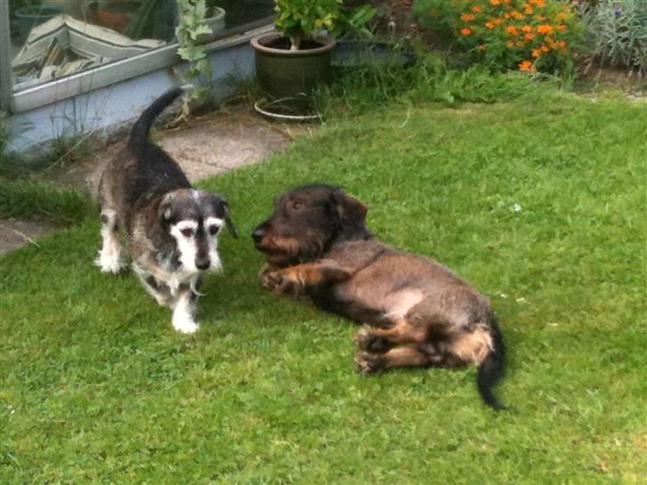 Gravhund TICO billede 6