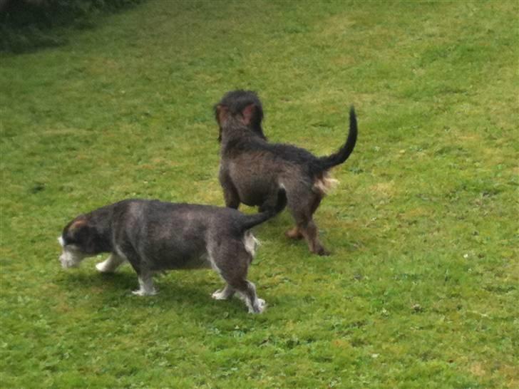 Gravhund TICO billede 7