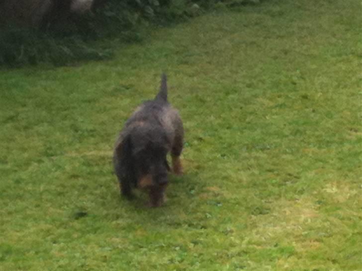 Gravhund TICO billede 8