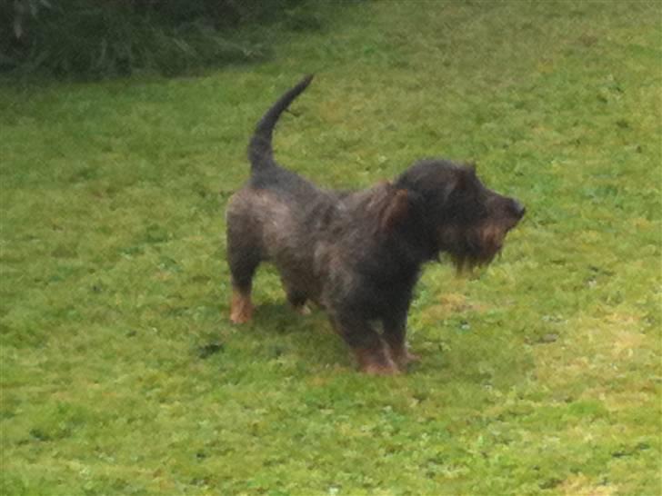 Gravhund TICO billede 9