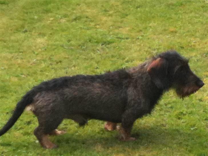 Gravhund TICO billede 10