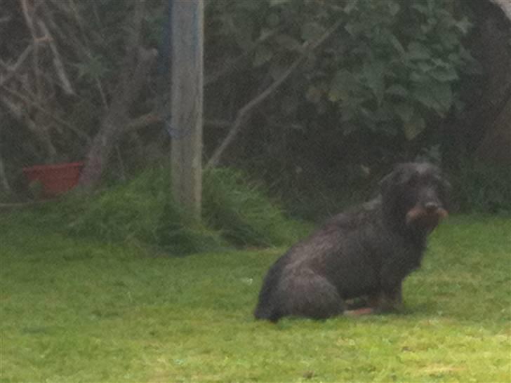 Gravhund TICO billede 11