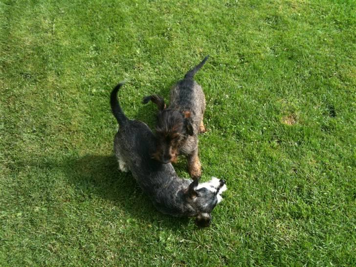 Gravhund TICO billede 12