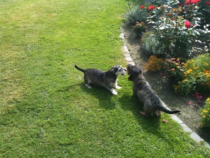 Gravhund TICO billede 13