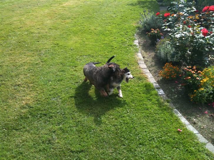 Gravhund TICO billede 14