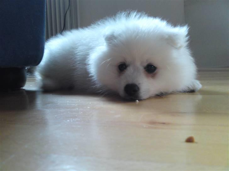 Japansk spids Masaru Prins Of Victory billede 1