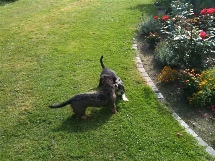 Gravhund TICO billede 15