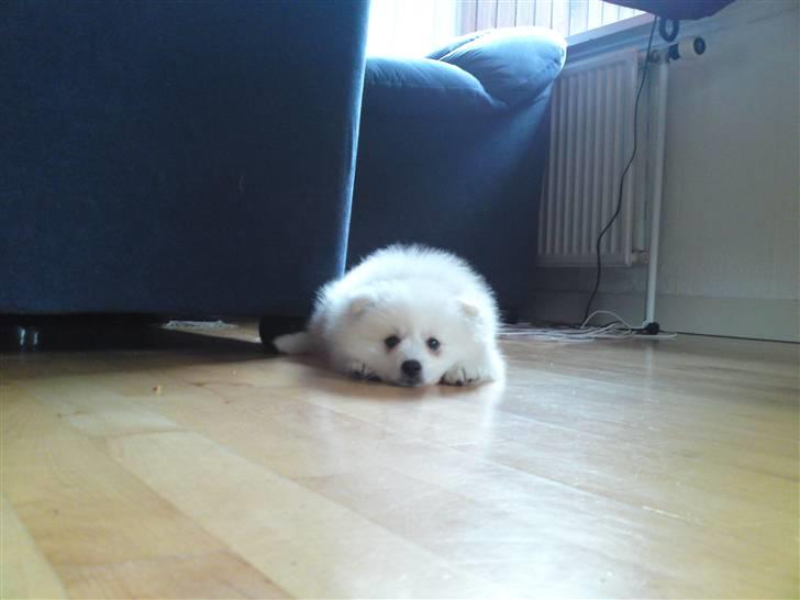 Japansk spids Masaru Prins Of Victory billede 2