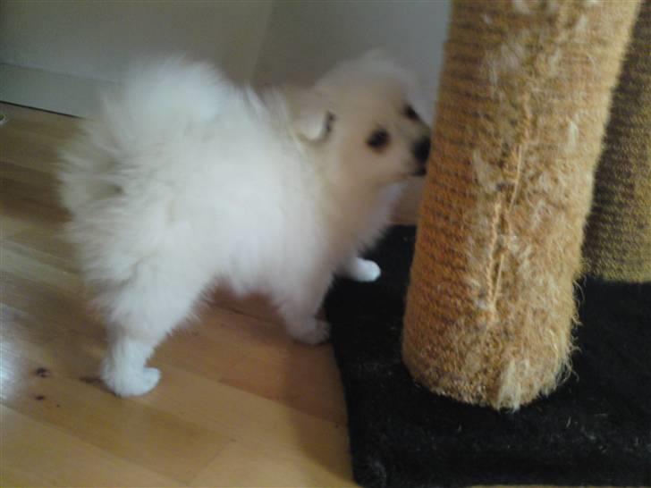 Japansk spids Masaru Prins Of Victory billede 3