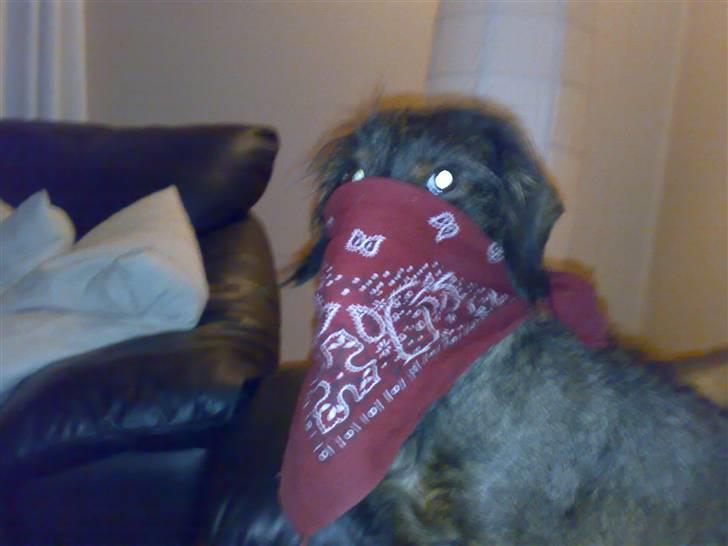 Gravhund TICO billede 16