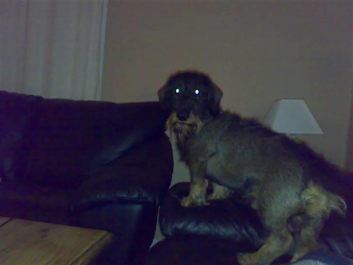 Gravhund TICO billede 17