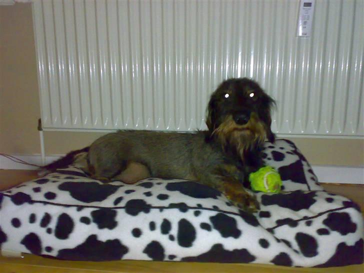 Gravhund TICO billede 18