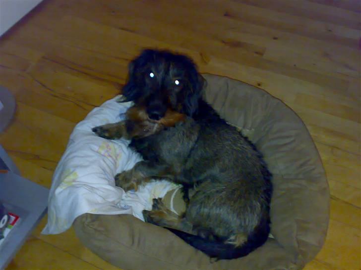 Gravhund TICO billede 19