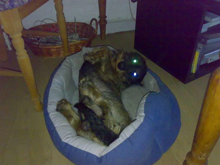 Gravhund TICO billede 20