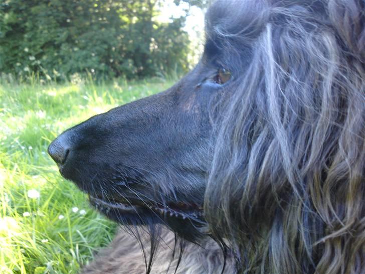 Afghansk mynde Jackson billede 18