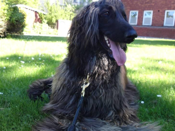 Afghansk mynde Jackson billede 19