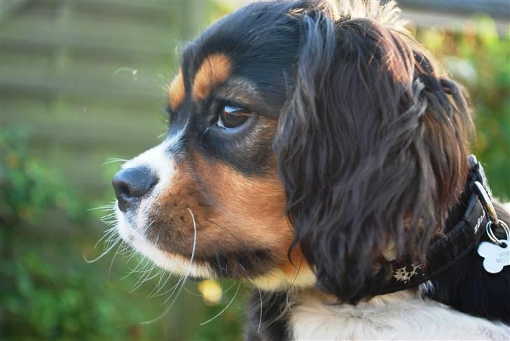 Cavalier king charles spaniel Noah - 4 måneder billede 1