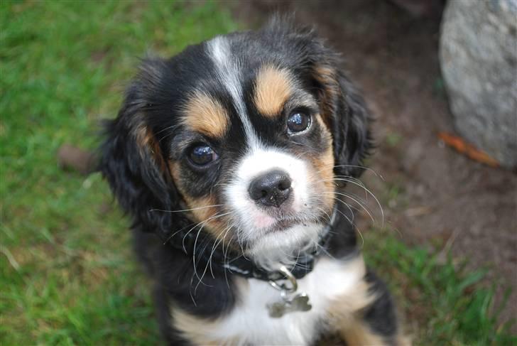 Cavalier king charles spaniel Noah - 2 måneder billede 2