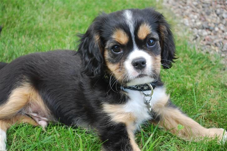 Cavalier king charles spaniel Noah - 2 måneder billede 3