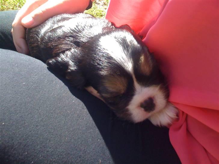 Cavalier king charles spaniel Noah - 5 uger billede 4