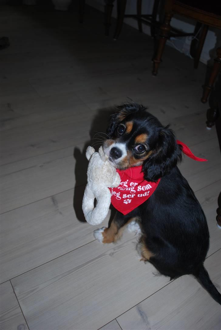 Cavalier king charles spaniel Noah - 3 måneder billede 5