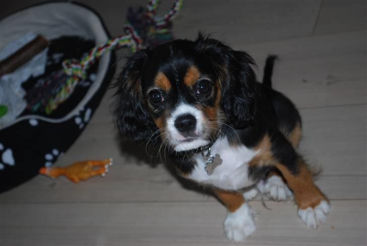 Cavalier king charles spaniel Noah - 3 måneder billede 6