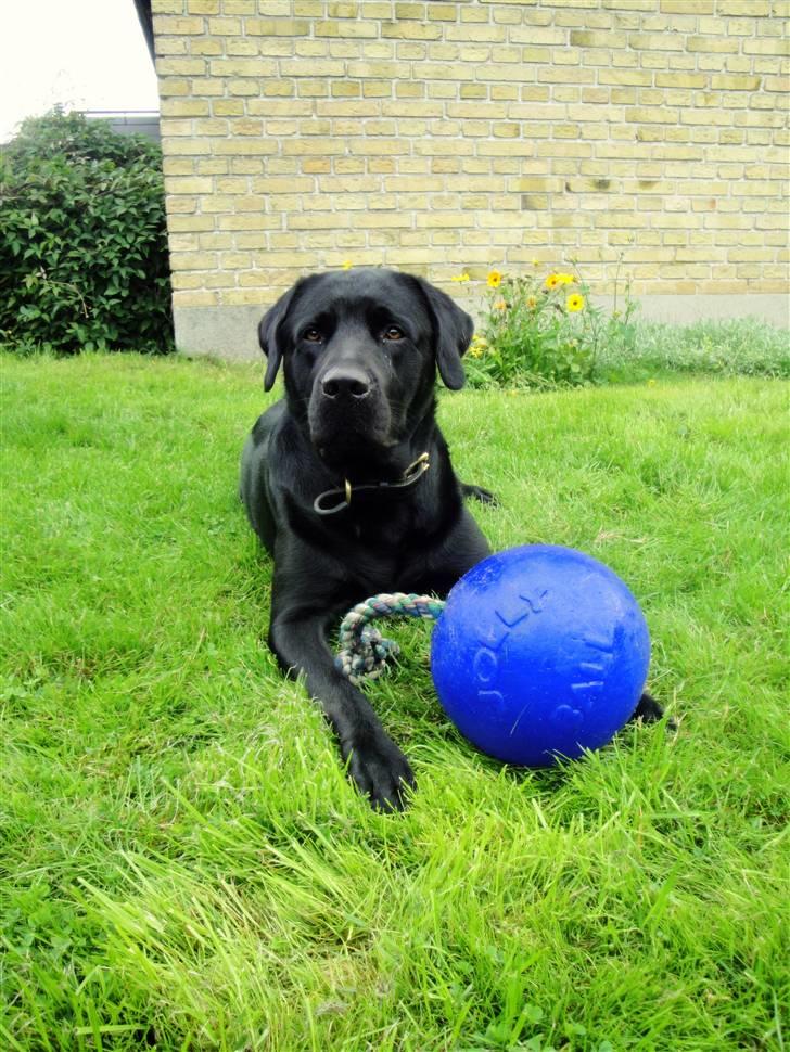Labrador retriever Max (16.06.2008 - 10.06.2020) billede 12