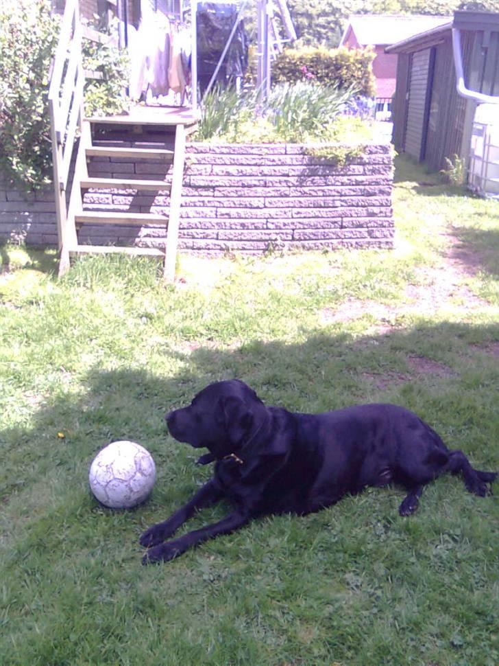 Labrador retriever Max (16.06.2008 - 10.06.2020) billede 13