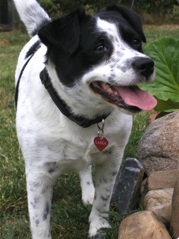 Blanding af racer Laika  billede 1