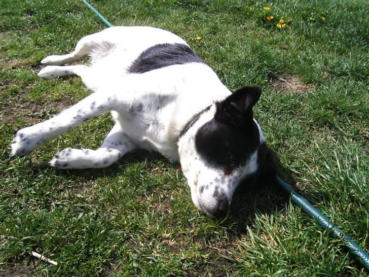 Blanding af racer Laika  billede 2