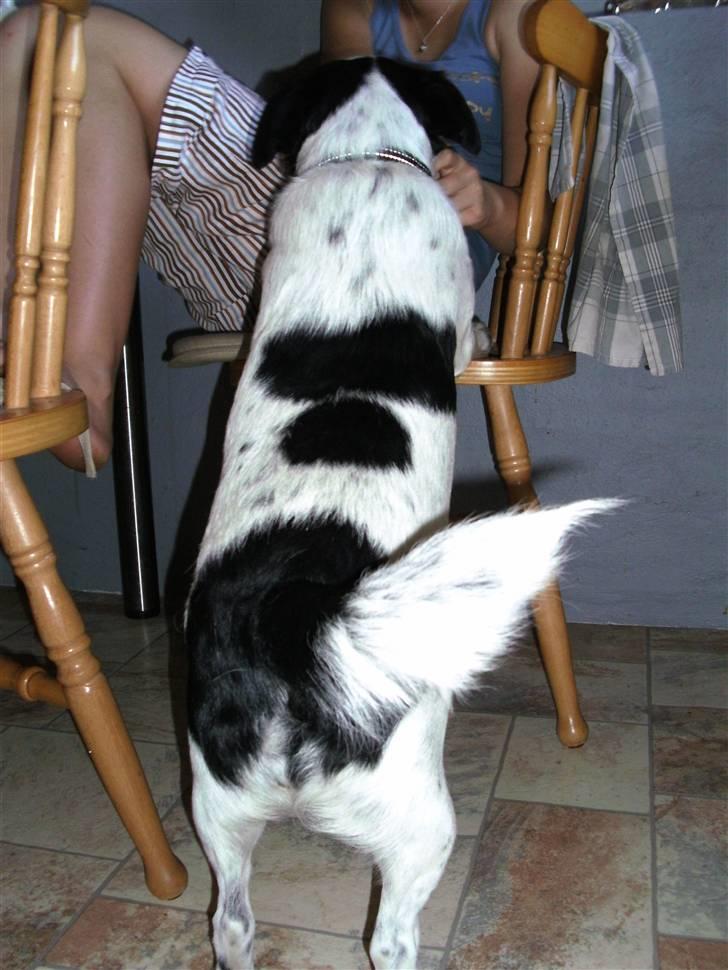 Blanding af racer Laika  billede 3