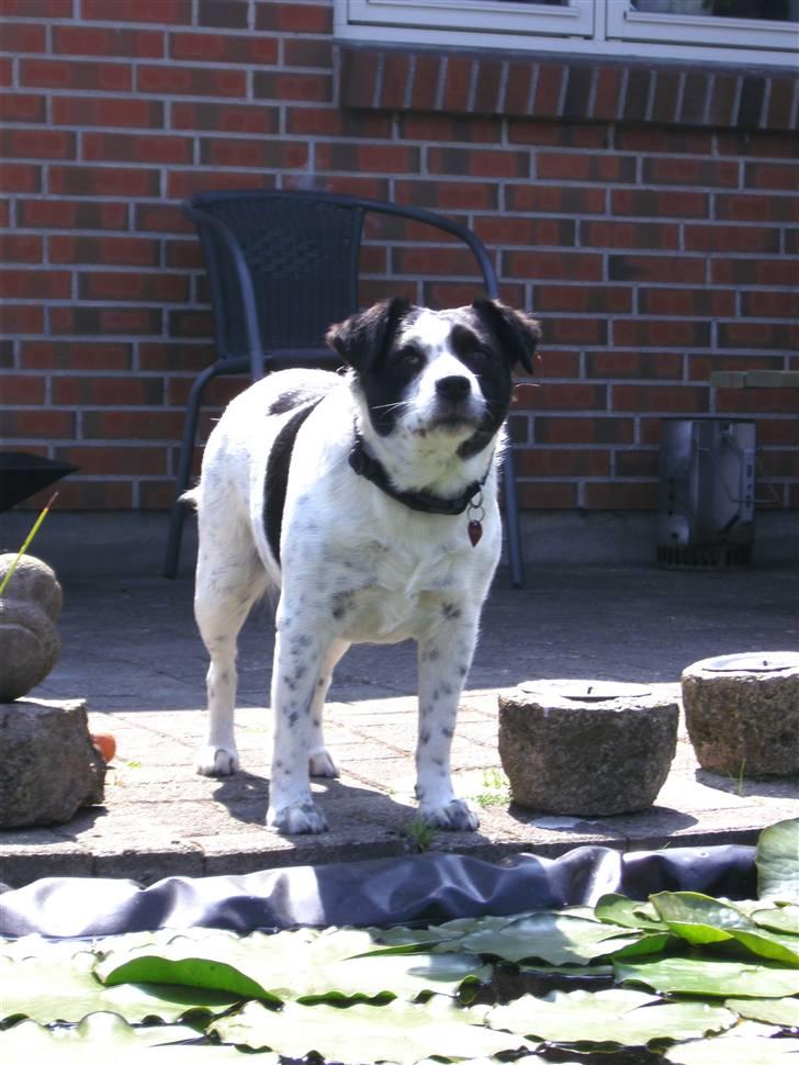 Blanding af racer Laika  billede 4