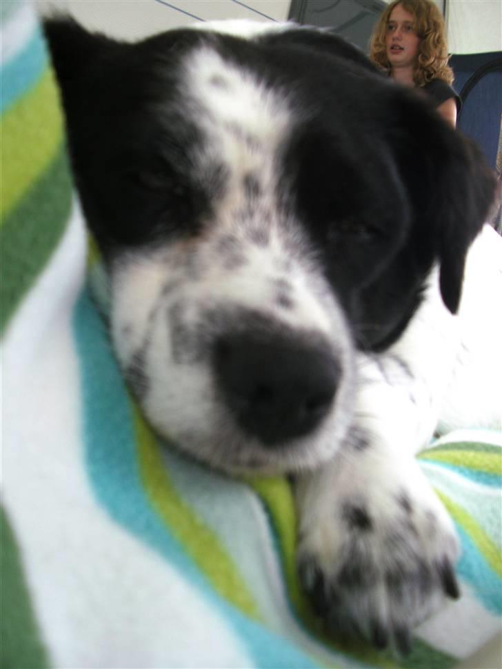 Blanding af racer Laika  billede 5