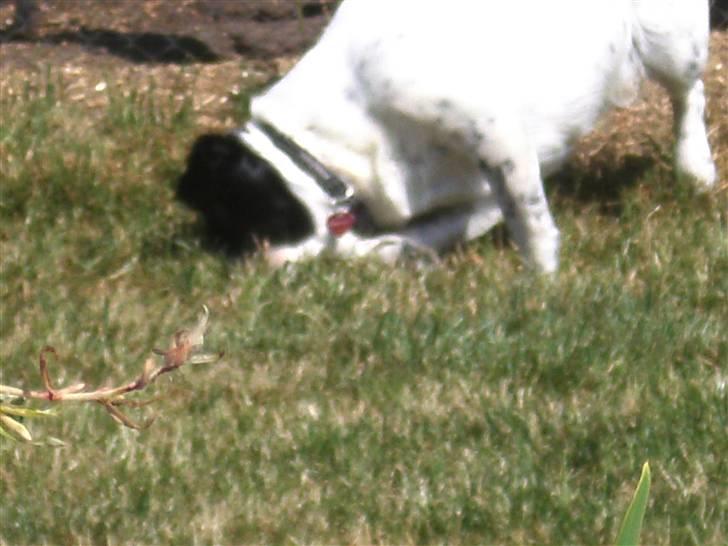 Blanding af racer Laika  billede 7