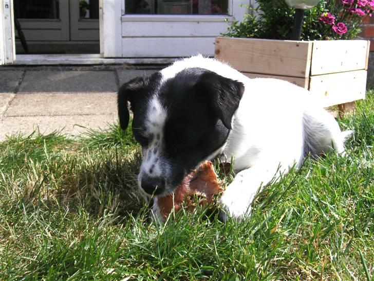 Blanding af racer Laika  billede 8